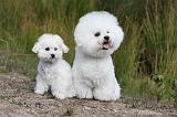 BICHON FRISE 314